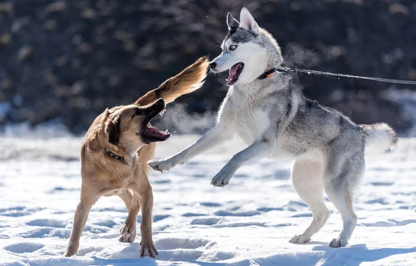 Χάσκι παίζει με ένα άλλο σκυλί στο χιόνι κατά τον ήλιο — Φωτογραφία Αρχείου