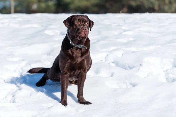 Labrador kışın kar üzerinde oturur — Stok fotoğraf