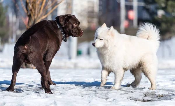 Labrador und Samowar spielen im Winter auf Schnee — Stockfoto