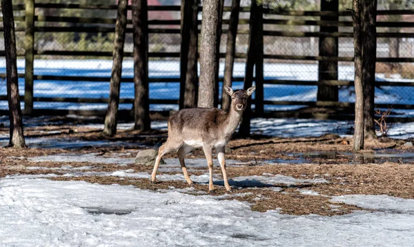 冬天的篱笆后面有一只小鹿 — 图库照片