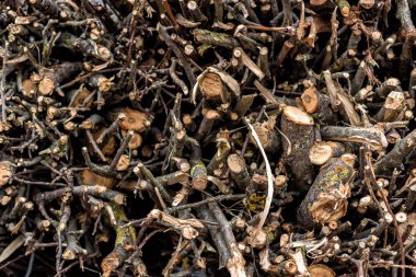 Kıyılmış dalları yakacak odun için. Doku