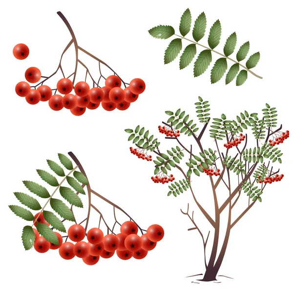 Rowan. Imagens a cores de baga, folha, árvore, arbusto de ashberry no fundo branco. Plantas e árvores. Conjunto de ilustrações vetoriais . —  Vetores de Stock
