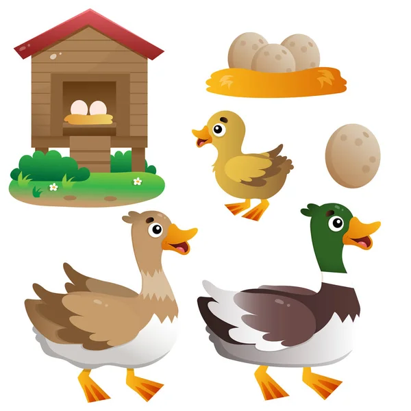 Color image of cartoon duck with drake and duckling on white background. Farm animals. Vector illustration set for kids. — Stock Vector