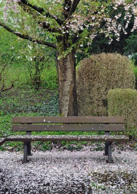 Park bankında kiraz ağacı altında