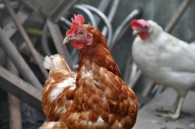 Kırmızı ve beyaz tavukları yakın çekim