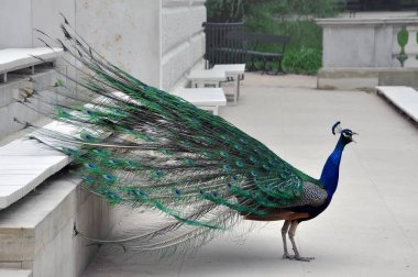 Park Peacock'da çığlık
