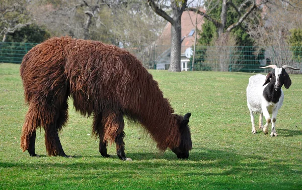 Lama brun et chèvre à cornes — Photo