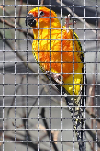 Gula papegoja i buren — Stockfoto