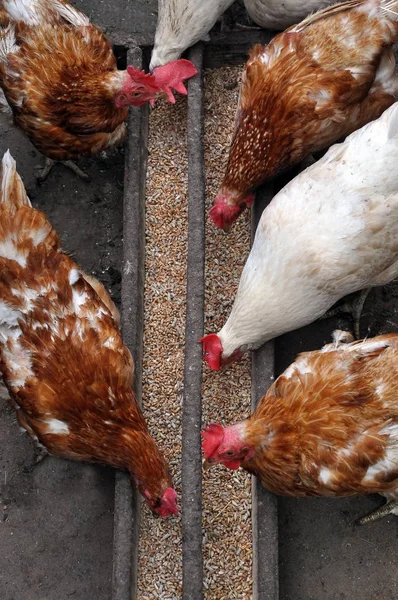 White and brown eating chicken