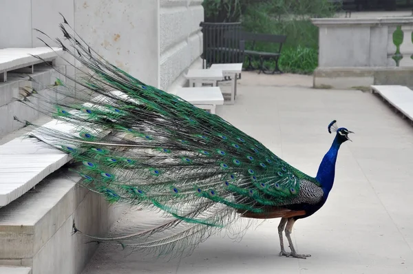 Peacock in park schreeuwen — Stockfoto
