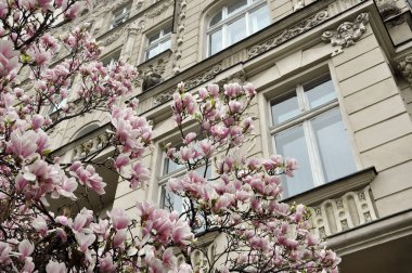 Manolya ağacının dalını