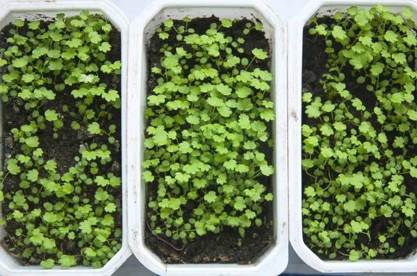 Seedlings of strawberries — Stock Photo, Image