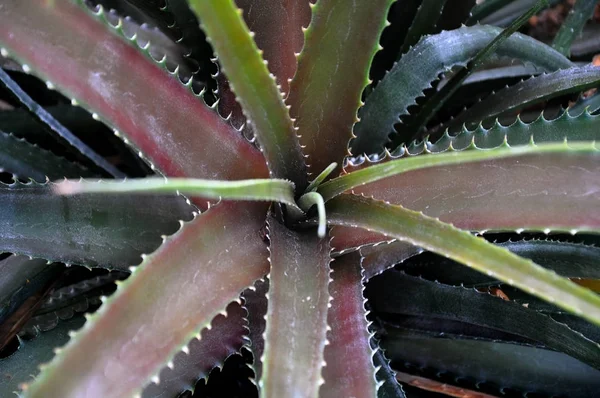 Yeşil aloe yakın çekim