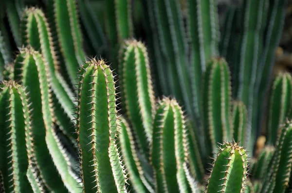 Cactus vert en gros plan — Photo