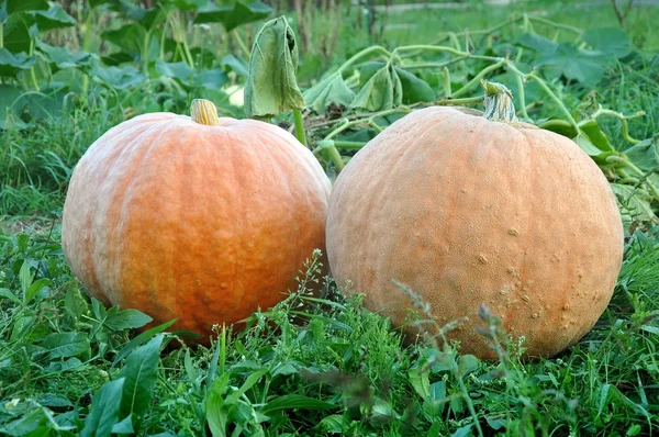 Dos calabazas rojas maduras — Foto de Stock