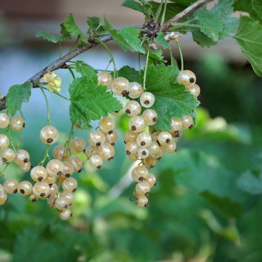 Beyaz kuş üzümü yakın çekim