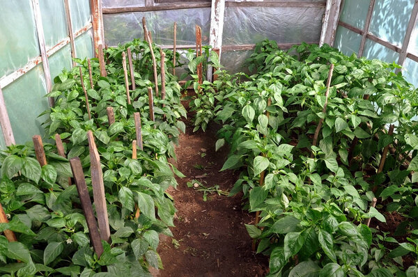 перец в теплице
