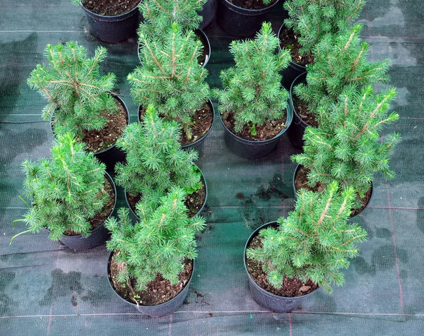 Birçok siyah tencere ile ağaç