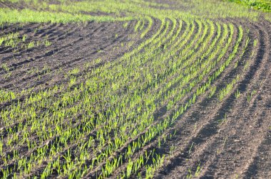 Yeşil çimenli tarla