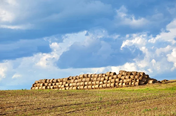 Field with pile of haystacks — Stock Photo, Image