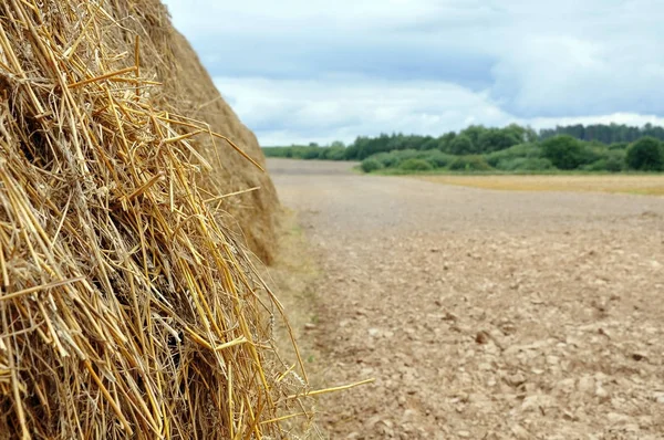 Agricultural field after harvest — Stock Photo, Image