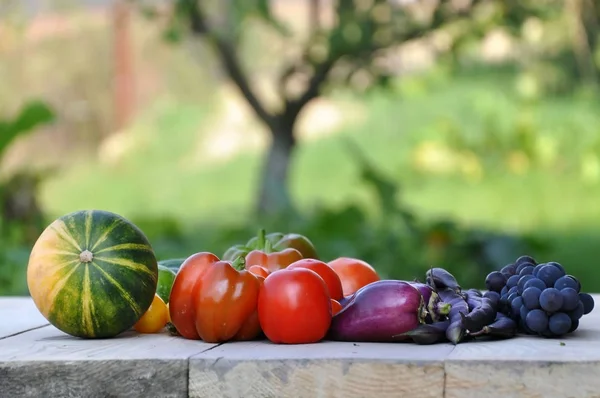 Différents légumes dans le jardin — Photo