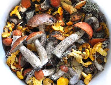 farklı yenilebilir mantar