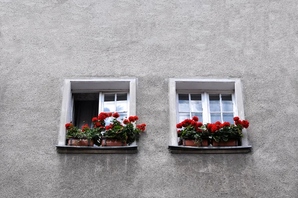 Två fönster wih blommor — Stockfoto