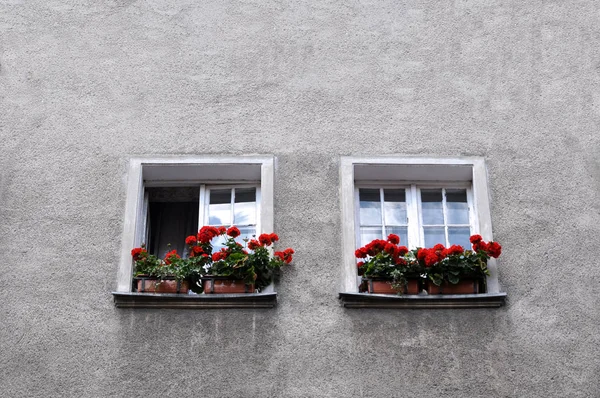 Duas janelas wih flores — Fotografia de Stock