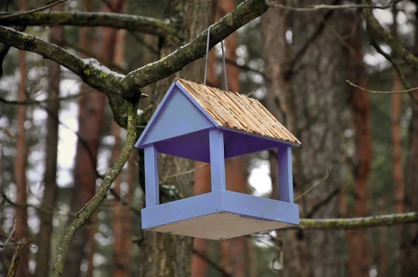 Casa de pássaros de madeira na floresta — Fotografia de Stock