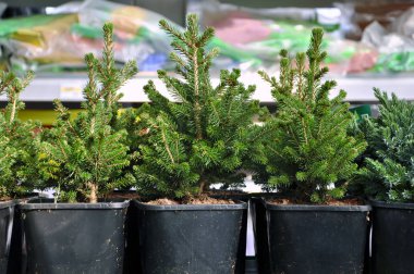 Birçok siyah tencere fide ile