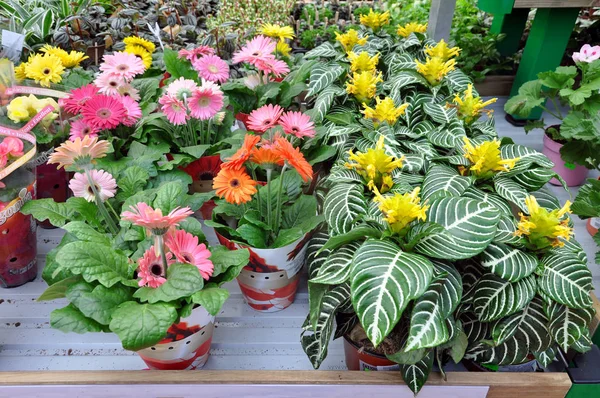 Gerbera flores en la tienda — Foto de Stock