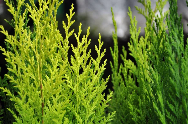 Zielony jałowca tekstura zbliżenie — Zdjęcie stockowe