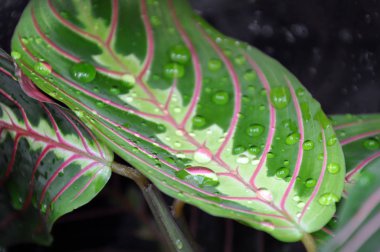 Maranta yaprak yakın çekim