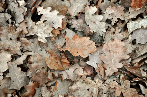 Textura de hojas de roble seco — Foto de Stock