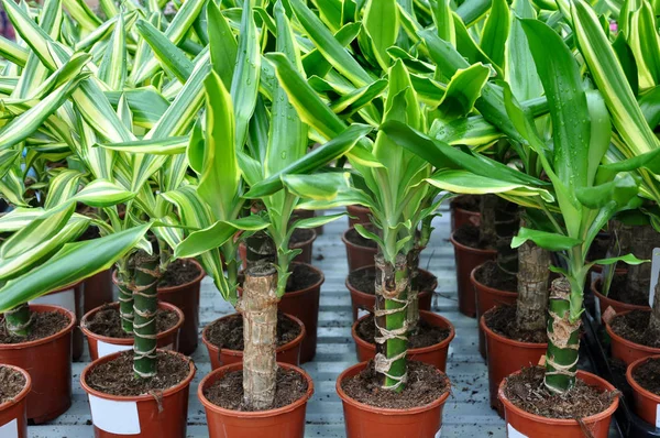 Dracaena seedlings in store — Stock Photo, Image