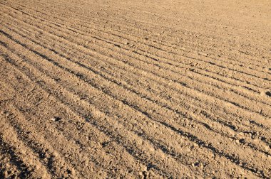 Dünya sürülmüş tarım alanı 