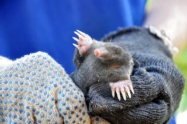 Bahçe Mole yakın çekim