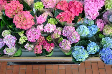 Pembe ortancaları mağaza