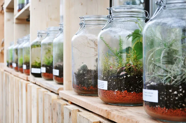 Pots en verre avec des plantes — Photo