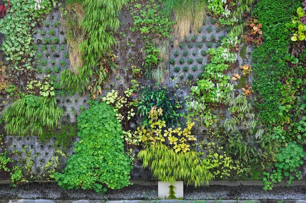 Vertical landscaping of wall — Stock Photo, Image