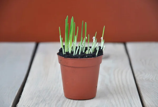 Petit pot avec herbe — Photo