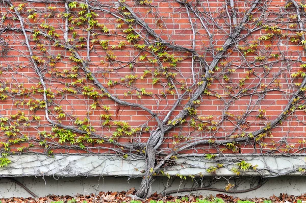 Pared de ladrillo rojo con planta trepadora —  Fotos de Stock