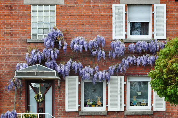 Parede de tijolo vermelho com plantas de wisteria — Fotografia de Stock