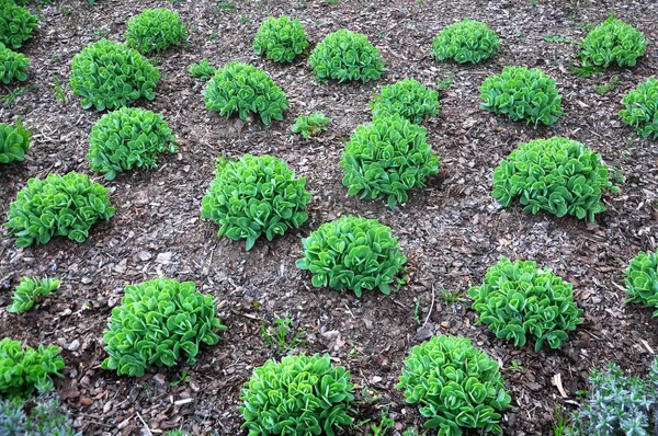 Many green sedum plants in spring — Stock Photo, Image