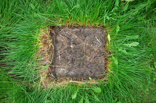 Brown earth and green grass texture