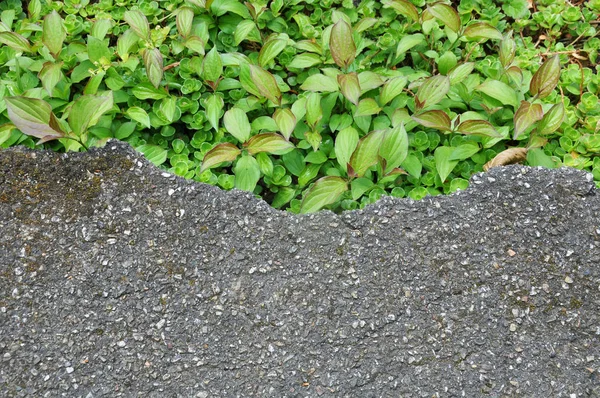 Asphalt und Gras Textur — Stockfoto