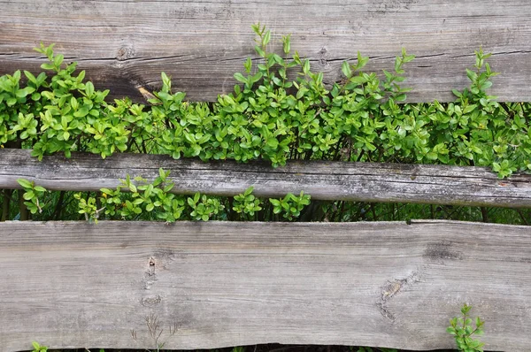 Dřevěný povrch s rostoucí rostliny — Stock fotografie