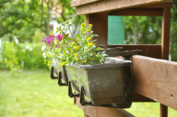 Pots de fleurs avec des fleurs dans la rue — Photo