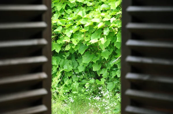 Dunkle Holzläden und Blick auf den Sommergarten — Stockfoto